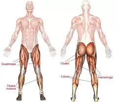 Also helps with your standing balance. How To Build My Leg Muscles At Home Quora