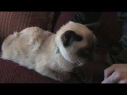In most cases, getting the cat neutered will help with the spraying situation. When Do Male Cats Start Spraying Youtube