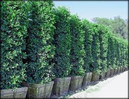 Ficus Nitida Columns Make Great Large Privacy Hedges Raquel Privacy Landscaping Ficus Tree Outdoor Privacy Plants