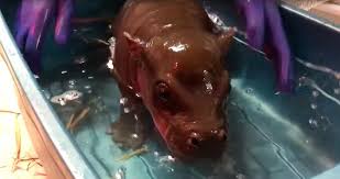 The toys are offered in a stunning variety sure to appeal to all. Watch Toronto Zoo S Baby Pygmy Hippo Take A Dip The Star