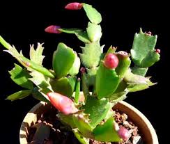 He will show plants in their habitat, in cultivation, and through the lens of a laboratory to.help us understand. News Archives Page 10 Of 31 Cactus Jungle