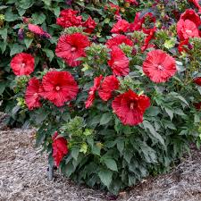 Image result for Hibiscus mechowii