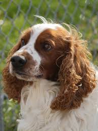 Learn about detailed breed information and bring a puppy home now! Jmh Welsh Springer Spaniels Home Facebook