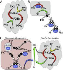 Scopri ricette, idee per la casa, consigli di stile e altre idee da provare. Plasma Contact Factors As Therapeutic Targets Sciencedirect