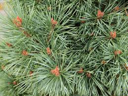 Image result for Pinus