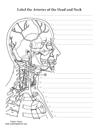 There are 4 main arteries in your neck; Arteries Of The Head And Neck Labeling Page