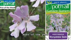 Fruticosa and a mauve flowered form of w. Westringia Wynyabbie Gem Pick Of The Week 27th July 2nd August Youtube