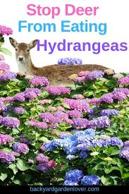 Maybe you would like to learn more about one of these? How To Stop Deer From Eating Hydrangeas Other Plants Too