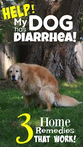 What To Do When Your Dog Has Diarrhea 3 Simple Home Remedies Dog Has Diarrhea Dog Diarrhea Remedy Dog Remedies