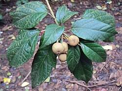 Image result for Croton madandensis