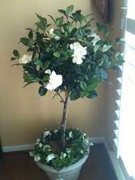 Pin By Christina Soprani On Creations I Made Gardenia Trees White Flowering Trees Plants