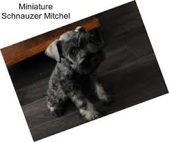 Lone star schnauzer raises beautiful, well bred miniature schnauzer puppies that adhere to akc standards and guidelines. Miniature Schnauzer Puppies For Sale In Houston Agriseek Com