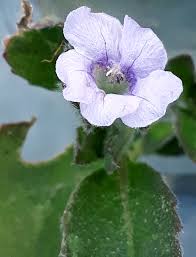 Image result for Agathisanthemum bojeri