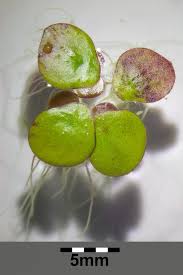 Image result for Spirodela