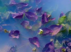 Image result for Ottelia kunenensis