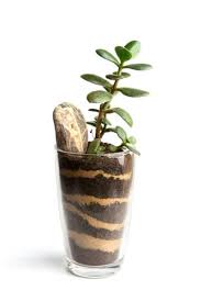 Actual sand finds it's way into my suibons to display suiseki. Why Use Horticultural Sand How Is Horticultural Sand Different For Plants