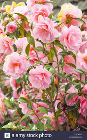 Pin On Flowers Trees