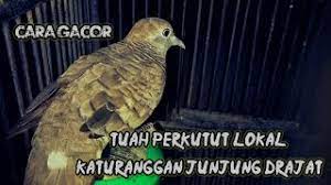 Tuah Katuranggan Perkutut Lokal Junjung Drajat Youtube