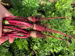 We did not find results for: 10 Reasons Why Beets Are Small Or Deformed Okra In My Garden
