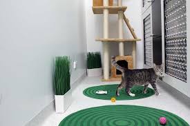 Burstyn and his feline friends demonstrate how to pick up a cat in a way that is comfortable for the cat and safe for you. Cat Boarding Luxury Cattery In Melbourne Northcote Vet