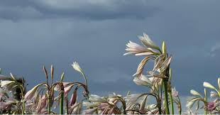 Image result for Crinum paludosum
