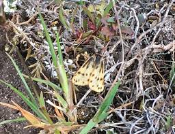 Image result for Setina roscida