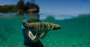 With 95% water, 1 cup of cucumbers has under 15 calories and several beneficial nutrients. The Benefits Of Eating Sea Cucumber