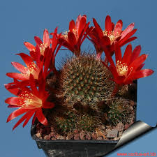 Image result for Clutia hirsuta