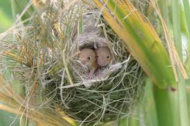 Gnezdo Myshi Malyutki Cute Animals Animals Beautiful Animals Wild