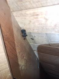 Image result for site:byggahus.se getingar