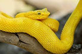 9 Gorgeous Snake Species Around The World Yellow Snake Snake Beautiful Snakes