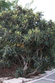 We did not find results for: Best Fertilizer Loquat Cromalinsupport