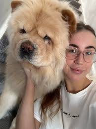 Pure Joy Chow Chow FCI added a...