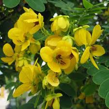 Image result for Bewsia biflora