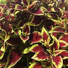 Image result for Coleus gracillimus