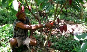 Problemsrust, powdery mildew, white smut, cercospora and septoria leaf spot, southern blight, snail, slugs. Investing In New Cacao Plants Today For A More Sustainable Chocolate Supply Tomorrow