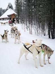 Kopekler Boguk Kizak Kopegi Murmansk Rusya Kis Kar Soguk Hava Cc0 Kamu Mali Telif Ucretsiz Piqsels