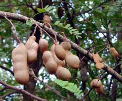 Tamarind (tamarindus indica) is a leguminous tree (family fabaceae) bearing edible fruit that is indigenous to tropical africa. How To Grow Tamarind Fruits In Uganda