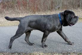 Raised in our home as family. Neapolitan Mastiff Puppies For Sale From Reputable Dog Breeders