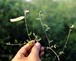 Image result for Abrus fruticulosus