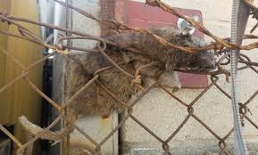 We specialize in the following services escrow clearance reports. La Now The City Of Rats Report Warns Of Alarming Increase In Rodent Population Cbs Los Angeles