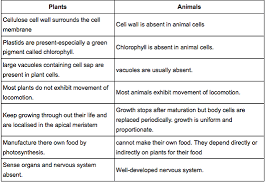 Animal cells cell structure and function. Cell Structure And Function Working With Animals Information And Facts