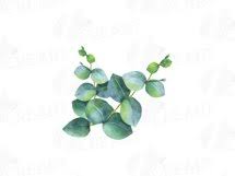 Download Eucalyptus Leaves And Branches Watercolor Clip Art Pack Eucalyptus Design Elements Png Jpg Svg Vector Illustrator Corel Files Included 102417 Illustrations Design Bundles