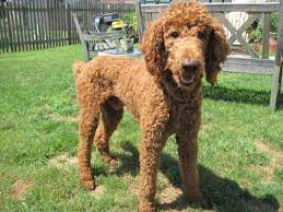 Read more » puppy parties 2016 puppy parties penny caboose puppy party 2015. Red Standard Poodle For Stud Service Red Standard Poodle Standard Poodle Poodle