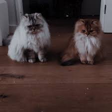 Pin By Mercedes On Aesthetic Animals In 2020 Cat Aesthetic Cute Animals Animals