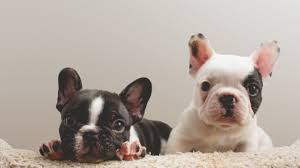 Please select petrescue id pet name group article. French Bulldog Mix Puppies For Sale Greenfield Puppies
