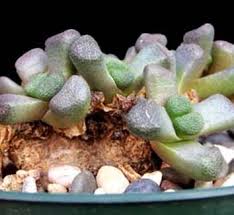 Image result for Nananthus aloides