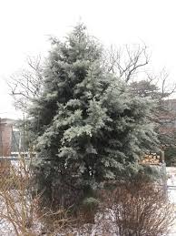 Image result for Cupressus arizonica