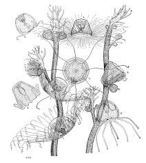Turritopsis Nutricula Wikipedia Pagesbusinessesbeauty, cosmetic & personal caretattoo and piercing shopvenus flytrap tattoovideosdot's medusa with cactus flowers half sleeve. turritopsis nutricula wikipedia