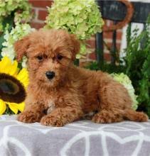 Our baby cavapoo's are just. Puppies For Sale Cavapoo Sweden Stockholm